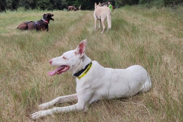 Paseos socialización grupales – 4 x 100€ – Caducidad 2 meses