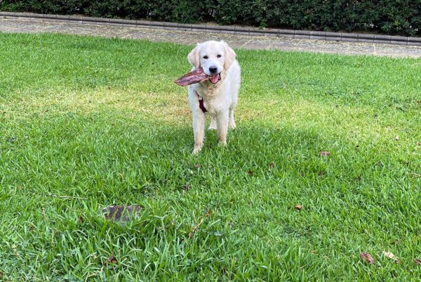 Cachorros – 4 x 200€ - Caducidad 2 meses
